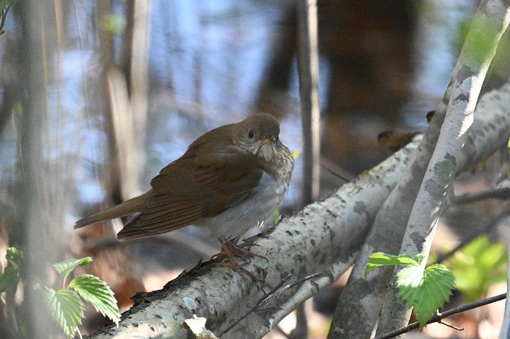 2025-05128147 Parker River NWR, MA.JPG - Veery. Parker River National Wildlife Refuge, MA, 5-12-2025